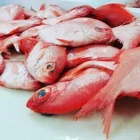 Alfonsino