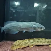 Arowana