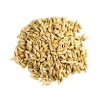 Barley