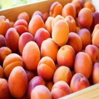 Fresh Apricots