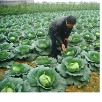 Fresh Cabbages