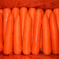 Fresh Carrots