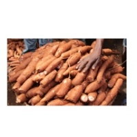 Fresh Cassava