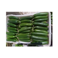 Fresh Cucumber