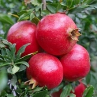 Fresh Pomegranates