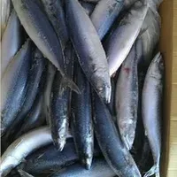 Pilchard or Sardine