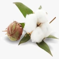 Raw Cotton