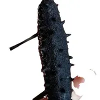 Sea Cucumber