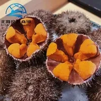 Sea Urchin