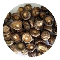 Shiitake Mushroom