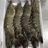 Shrimp